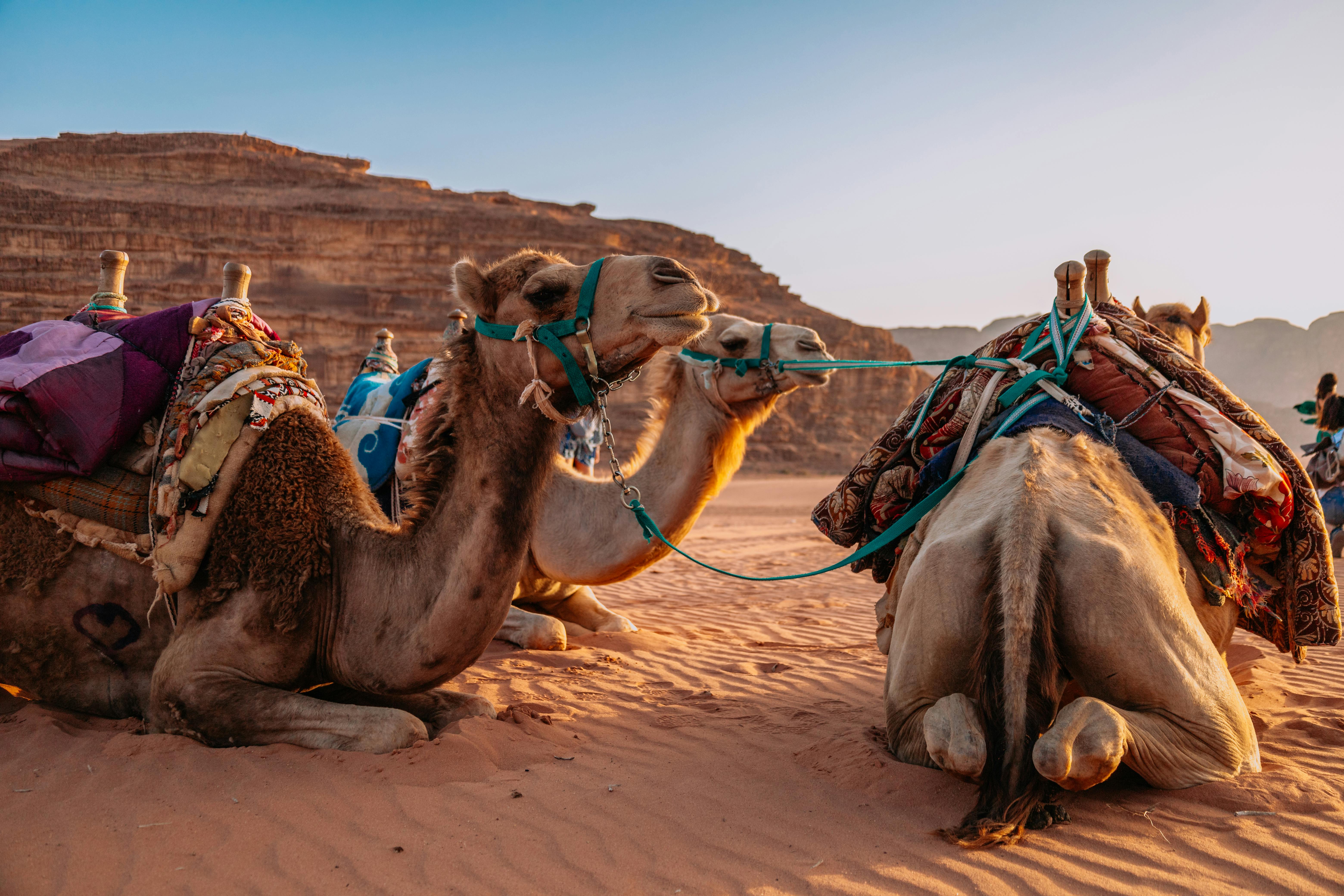 Petra and Wadi Rum